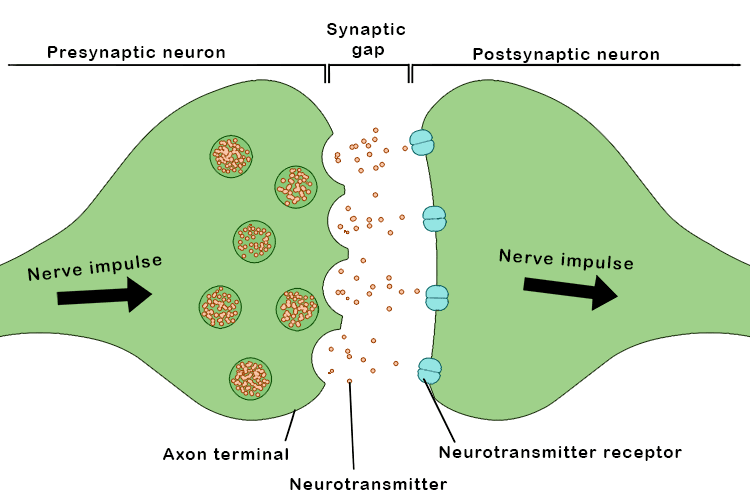 a gap between neurons where electrical signals pass